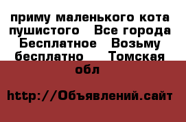 приму маленького кота пушистого - Все города Бесплатное » Возьму бесплатно   . Томская обл.